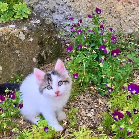 Comfortable Countryside Access To Jacuzzi
